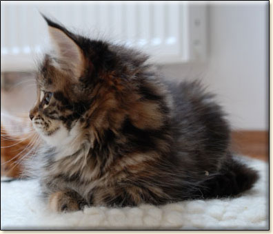 maine coon cattery Villa Park*PL