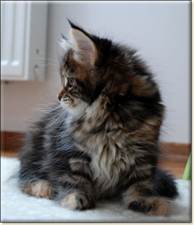 hodowla kotw maine coon Villa Park*PL