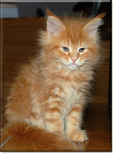 hodowla kotw rasowych maine coon Villa Park*PL