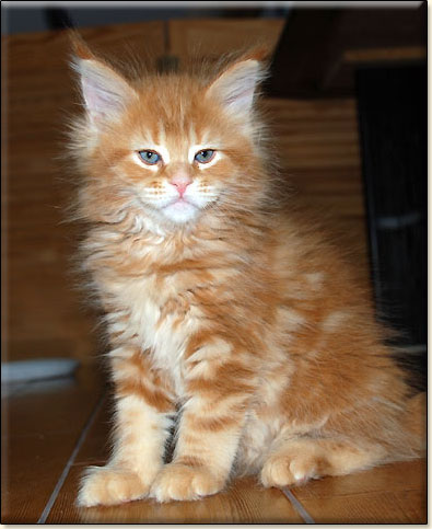 hodowla kotw rasy Maine Coon Villa Park*PL