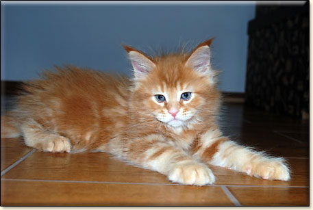 hodowla kotw maine coon Villa Park*PL