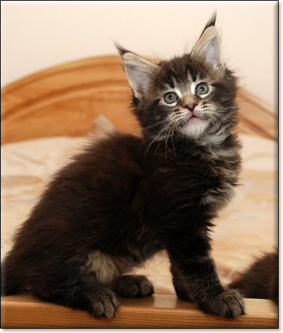 hodowla kotw rasy Maine Coon Villa Park*PL