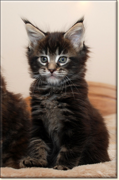 hodowla kotw rasy Maine Coon Villa Park*PL