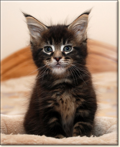 hodowla kotw rasy Maine Coon Villa Park*PL