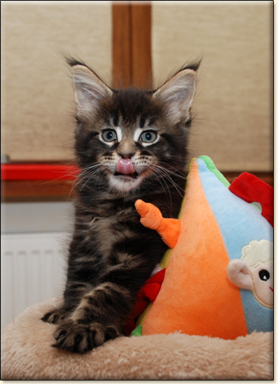 hodowla kotw rasy Maine Coon Villa Park*PL