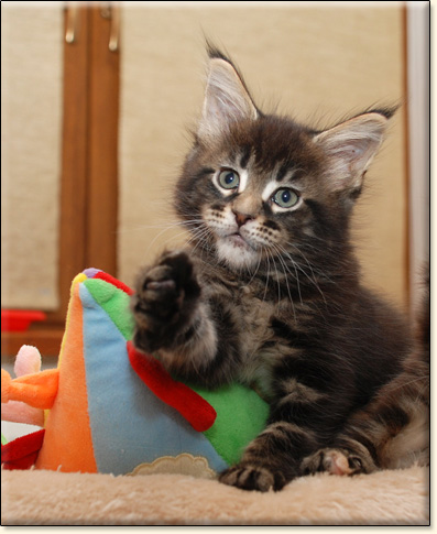 hodowla kotw rasy Maine Coon Villa Park*PL