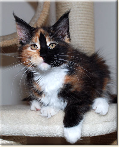 hodowla kotw rasy Maine Coon Villa Park*PL