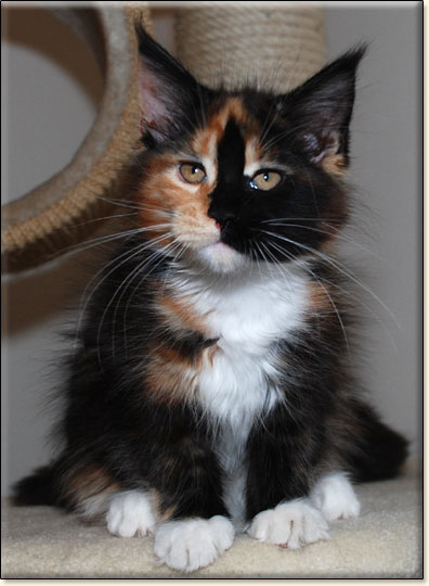 hodowla kotw maine coon Villa Park*PL