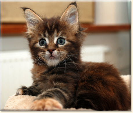 hodowla kotw rasy Maine Coon Villa Park*PL