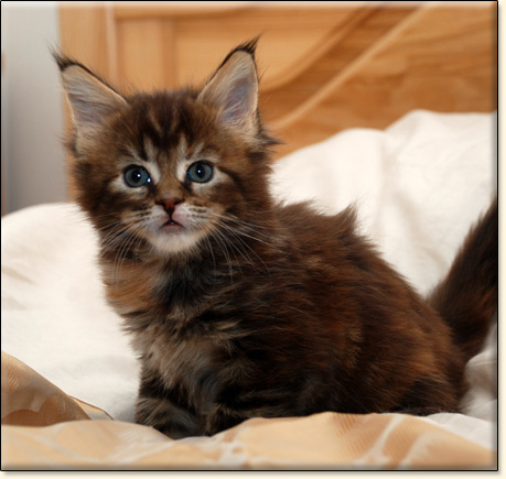 hodowla kotw rasy Maine Coon Villa Park*PL