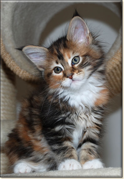 hodowla kotw rasy Maine Coon Villa Park*PL