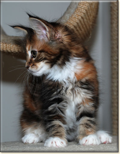 Maine Coon cattery Villa Park*PL