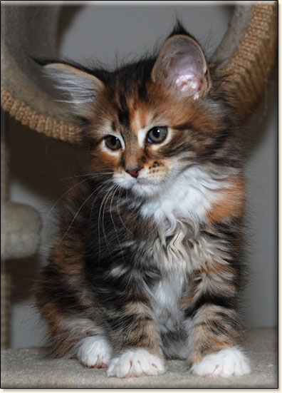 hodowla kotw maine coon Villa Park*PL