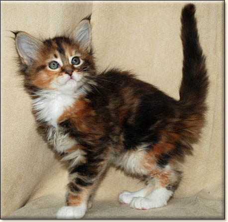 hodowla kotw rasy Maine Coon Villa Park*PL