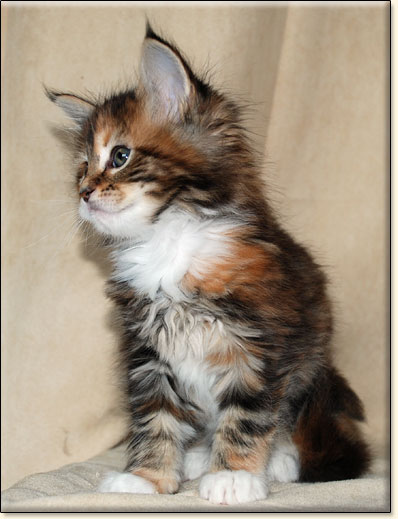 hodowla kotw maine coon Villa Park*PL