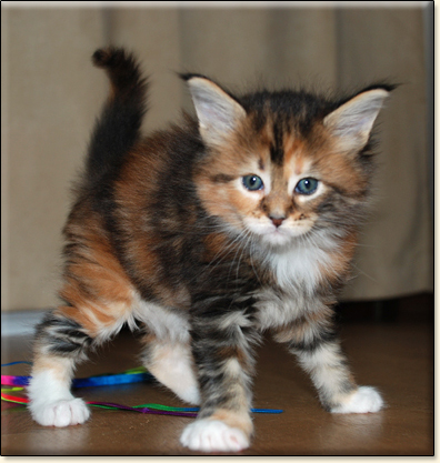 hodowla kotw maine coon Villa Park*PL