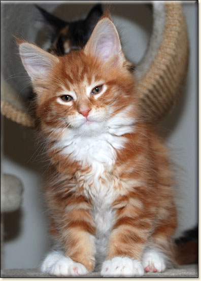 hodowla kotw rasy Maine Coon Villa Park*PL