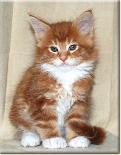 hodowla kotw rasy Maine Coon Villa Park*PL