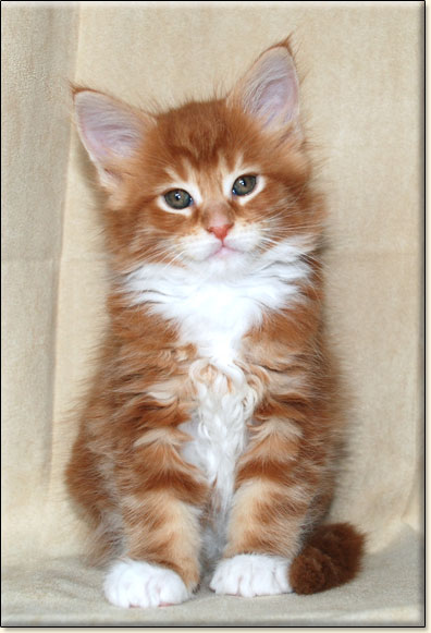 hodowla kotw maine coon Villa Park*PL