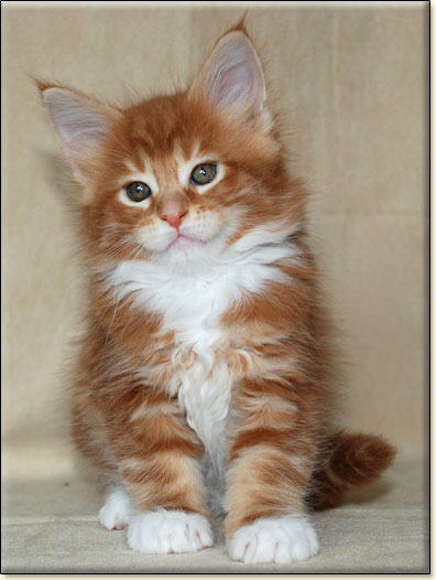 hodowla kotw rasy Maine Coon Villa Park*PL