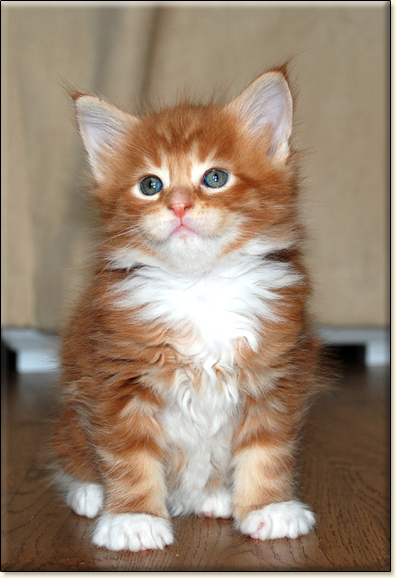 hodowla kotw maine coon Villa Park*PL