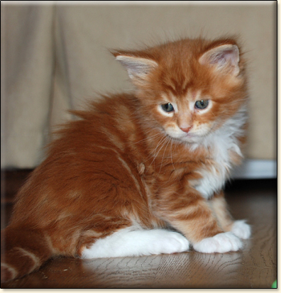 hodowla kotw rasy Maine Coon Villa Park*PL