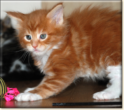 hodowla kotw maine coon Villa Park*PL