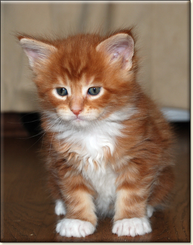 hodowla kotw rasy Maine Coon Villa Park*PL