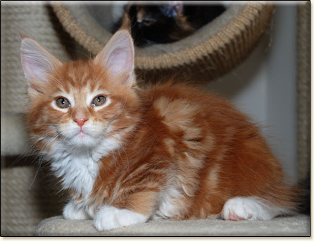 hodowla kotw maine coon Villa Park*PL