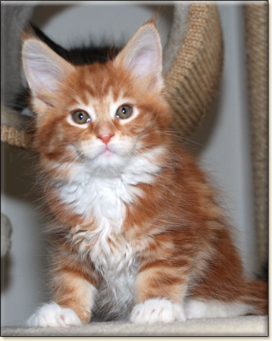 maine coon cattery Villa Park*PL