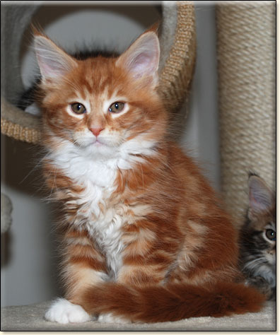 hodowla kotw rasy Maine Coon Villa Park*PL