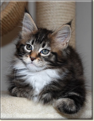 hodowla kotw rasy Maine Coon Villa Park*PL