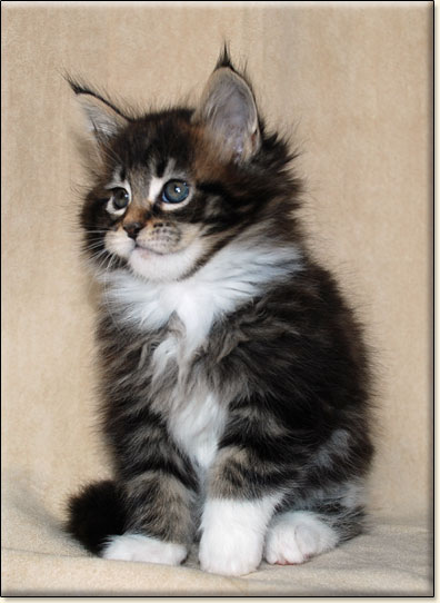 hodowla kotw maine coon Villa Park*PL