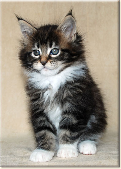 hodowla kotw maine coon Villa Park*PL