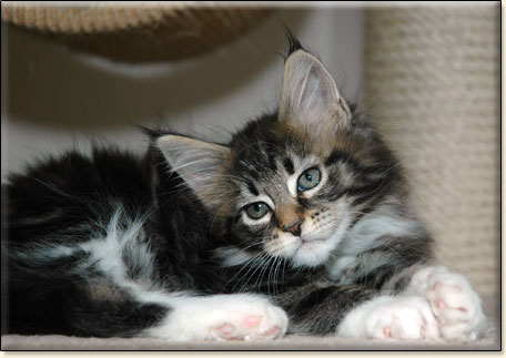 hodowla kotw rasy Maine Coon Villa Park*PL