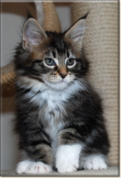 hodowla kotw rasy Maine Coon Villa Park*PL