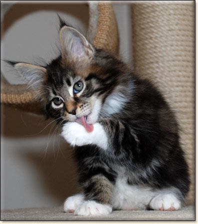 hodowla kotw maine coon Villa Park*PL