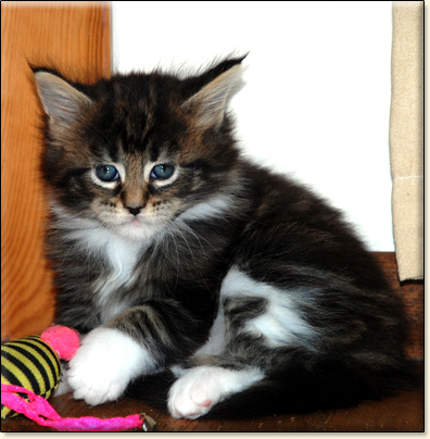 Maine Coon cattery Villa Park*PL