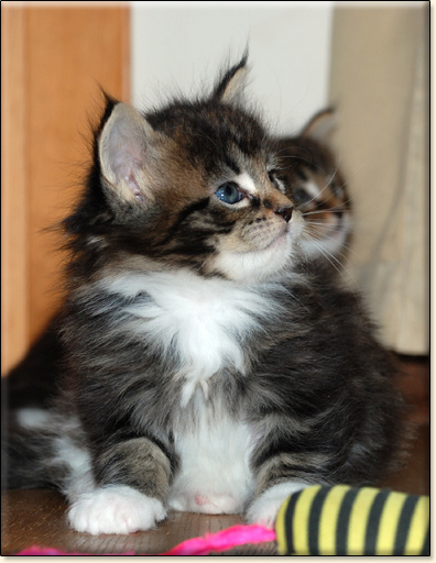 hodowla kotw rasy Maine Coon Villa Park*PL