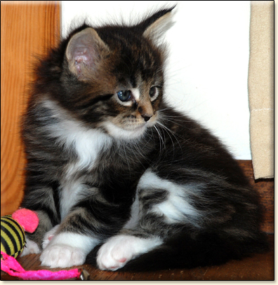 hodowla kotw maine coon Villa Park*PL