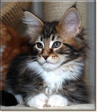 hodowla kotw rasy Maine Coon Villa Park*PL