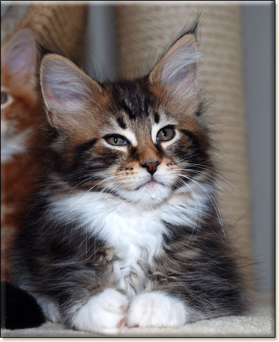 hodowla kotw rasy Maine Coon Villa Park*PL