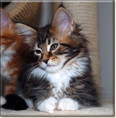 hodowla kotw maine coon Villa Park*PL