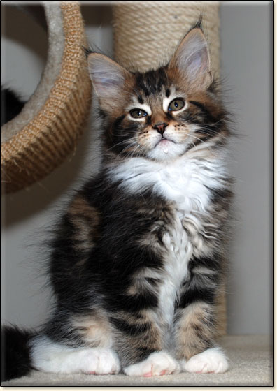 maine coon cattery Villa Park*PL