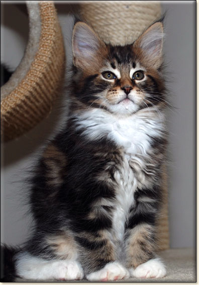 hodowla kotw rasy Maine Coon Villa Park*PL