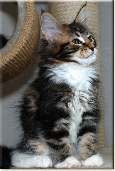 hodowla kotw maine coon Villa Park*PL