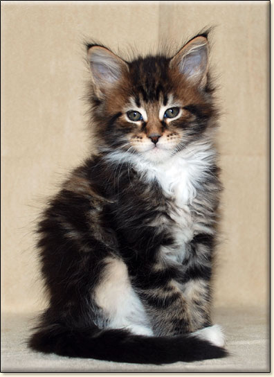 maine coon cattery Villa Park*PL