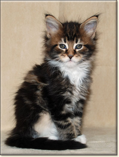 hodowla kotw rasy Maine Coon Villa Park*PL