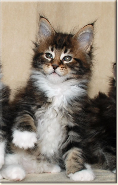 hodowla kotw maine coon Villa Park*PL