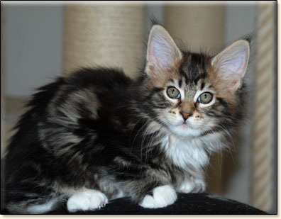 maine coon cattery Villa Park*PL